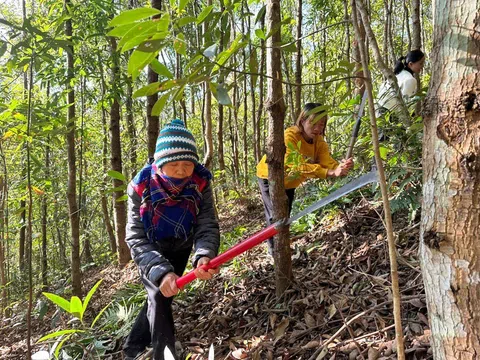 Điện Biên nỗ lực phòng chống cháy rừng