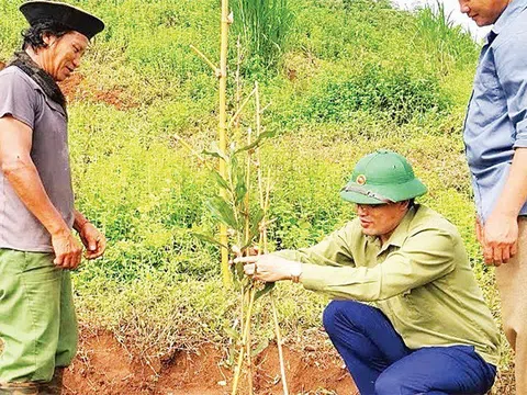 Tuần Giáo chú trọng phát triển cây mắc-ca