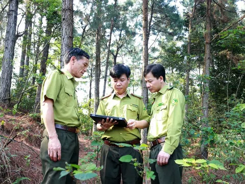 Vĩnh Phúc: Nâng cao hiệu quả công tác quản lý, bảo vệ và phát triển rừng