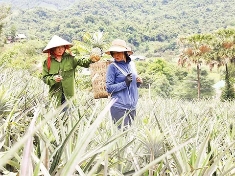 Câu chuyện thành công của người H’Mông ở Mường Nhà