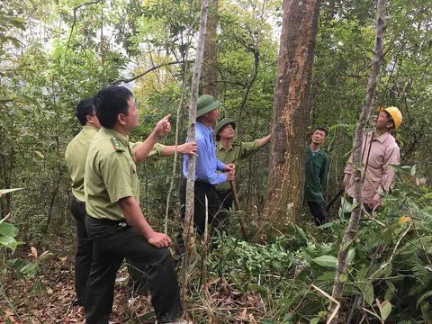 Bắc Giang: Rừng tiếp tục được bảo vệ và phát triển