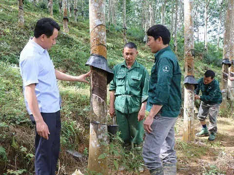 Điện Biên: Gieo mầm Đảng trong đội ngũ công nhân dân tộc thiểu số