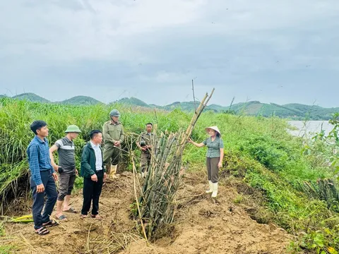 Nghệ An: Trồng tre ven sông để chống sạt lở và tạo cảnh quan tại xã Anh Sơn Đông