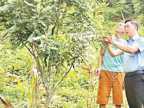 Sáng Nhè chuyển đổi cây trồng, hướng tới vùng sản xuất mắc-ca, cà-phê