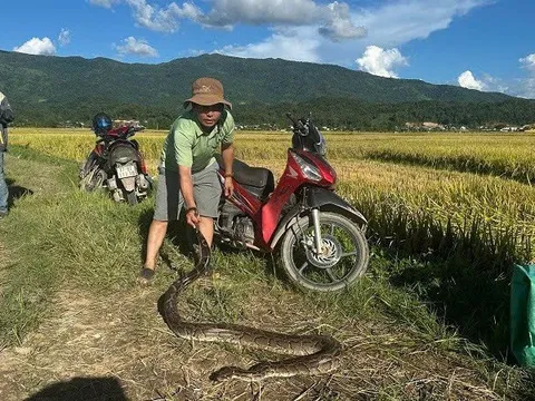 Điện Biên: Kiểm lâm và người dân xã Thanh An thả cá thể trăn gấm quý hiếm về rừng tự nhiên