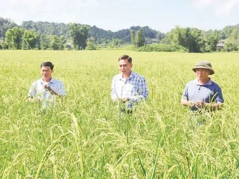 Điện Biên phát huy giá trị nguồn gen cây trồng bản địa, hướng tới nông nghiệp đặc sản bền vững