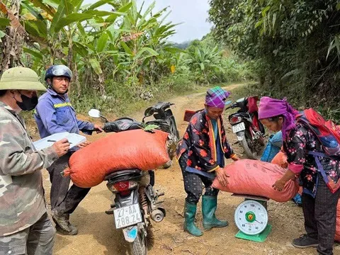 Điện Biên công nhận 40.200 cây cà-phê chè Catimor tại Quài Tở là cây đầu dòng