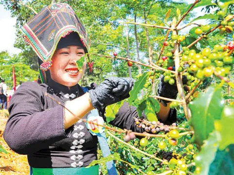 Tái cơ cấu nông nghiệp – Nền tảng cho phát triển xanh, bền vững của Điện Biên