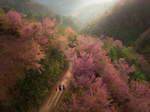 Tết đến từ sắc hồng Tớ dày trên núi rừng Mù Cang Chải