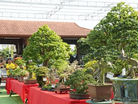 Sinh vật cảnh - cầu nối sáng tạo gắn với du lịch trải nghiệm vùng di sản Mỹ Sơn