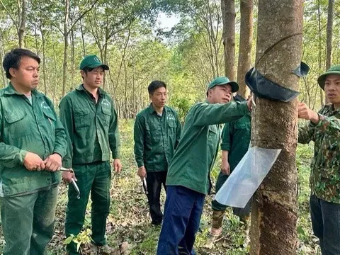 Chăm lo người lao động, Cao-su Điện Biên giữ vững đà tăng trưởng và vị thế tiêu biểu