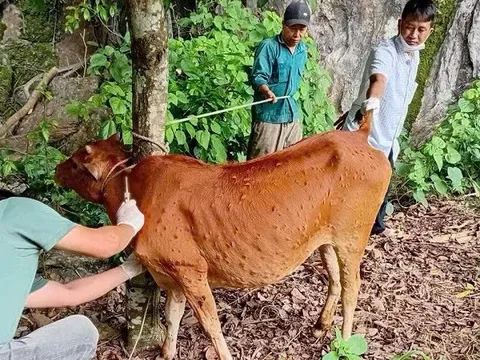 Điện Biên siết chặt biện pháp khống chế bệnh viêm da nổi cục trên bò