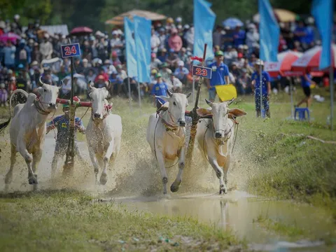 An Giang: Tưng bừng Hội Đua bò Bảy Núi 2025