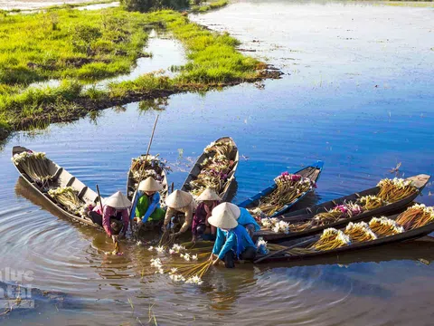 Ngọt ngào hương sắc bông súng mùa nước nổi