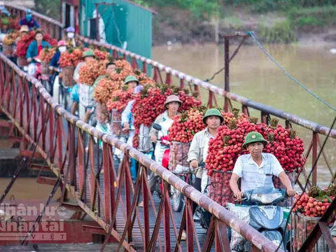 Rộn ràng mùa vải thiều Lục Ngạn