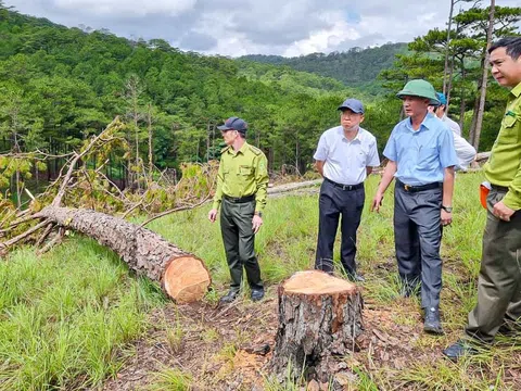 Đà Lạt: Khởi tố, bắt giam 3 đối tượng chủ mưu vụ phá rừng