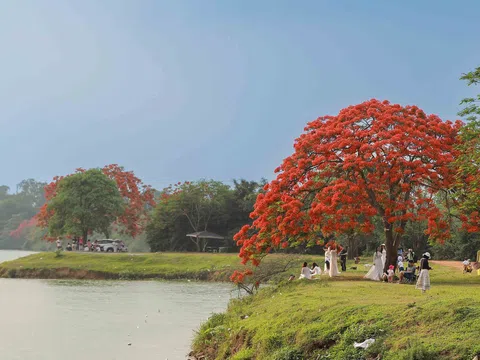 Ngắm cây phượng vĩ đang gây “bão” tại Đông Anh, Hà Nội