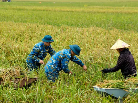 Bộ đội tên lửa ngâm mình cứu lúa giúp dân