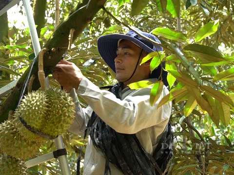 Anh nông dân thu về hàng tỷ/năm nhờ chuyển đổi số và mạng xã hội