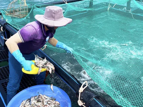 Duồng Fish: Nuôi cá bớp bằng lồng tròn, tiên phong dẫn lối thành công