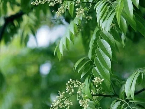 Ký ức mùa hoa Sấu