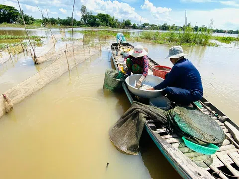 Nước sông Mê Kông hụt 60% ngay mùa lũ