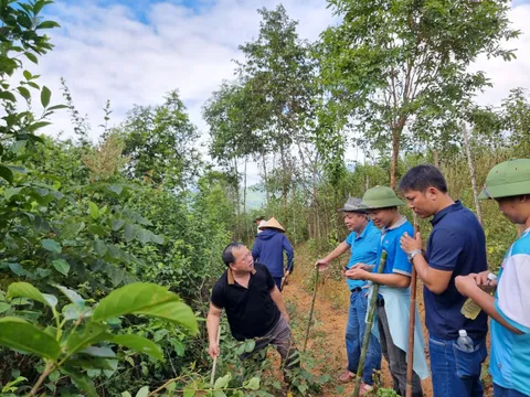 Ngược đỉnh Pu Phen, tìm "vàng" trong cây Chè Dây Yên Tĩnh