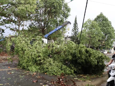 Mưa kèm lốc xoáy khiến hàng loạt cây xanh gãy đổ, tốc mái nhà