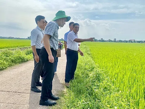 Đầu tư, xúc tiến thương mại sản phẩm gạo hữu cơ