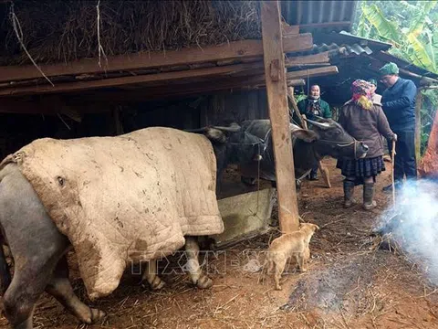 Thủ tướng Chính phủ chỉ đạo chủ động phòng, chống rét đậm, rét hại kéo dài