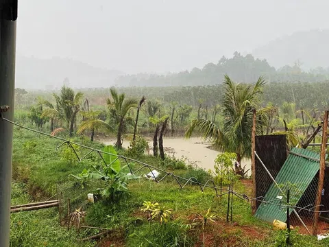 Lâm Đồng: Xuất hiện “mưa vàng” giải hạn cây trồng đang héo úa