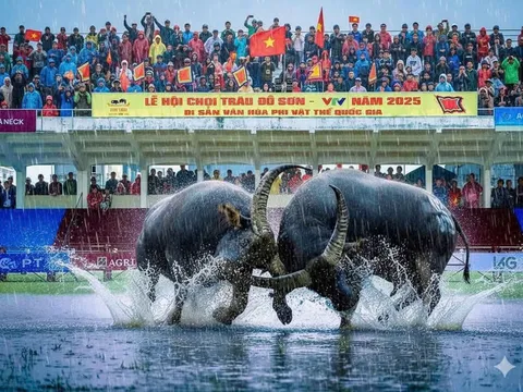 Sôi động lễ hội chọi trâu truyền thống Đồ Sơn năm 2025 – Di sản văn hóa phi vật thể quốc gia