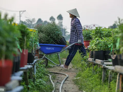 Làng hoa lớn nhất miền Tây vào vụ Tết