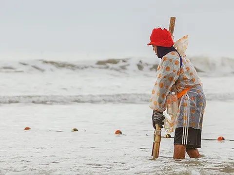 Người cào nghêu trên đỉnh sóng cuối đông