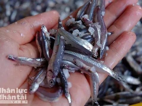 Vực dậy làng nước mắm dưới chân đèo Hải Vân