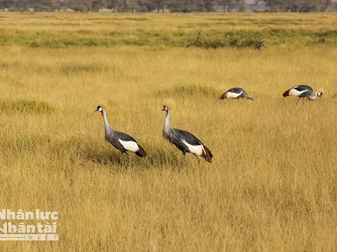 Khám phá thiên đường hoang dã Kenya (Phần 2)