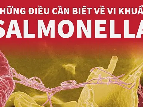 (Infographic) Những điều cần biết về vi khuẩn Salmonella