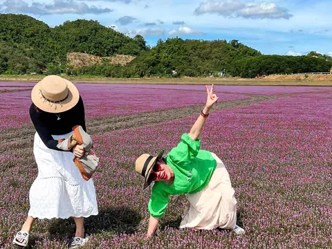 Ngất ngây với cánh đồng hoa dại ở “chảo lửa” Cát Tiên