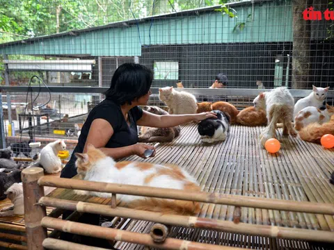 'Vương quốc' mèo của người phụ nữ bán hủ tiếu