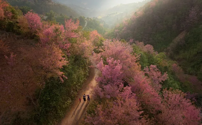 Tết đến từ sắc hồng Tớ dày trên núi rừng Mù Cang Chải